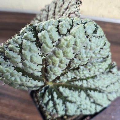 #G17 Begonia Unknown