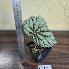 Load image into Gallery viewer, #G17 Begonia Unknown