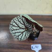 Load image into Gallery viewer, #G17 Begonia Unknown