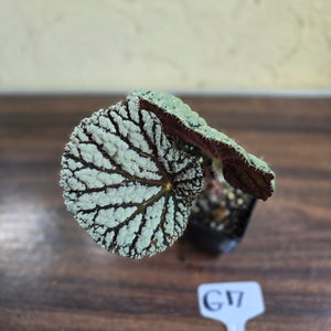 #G17 Begonia Unknown