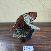 Load image into Gallery viewer, #G17 Begonia Unknown