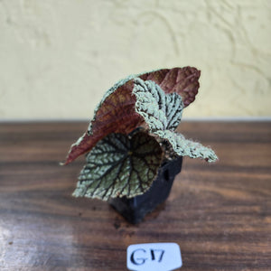 #G17 Begonia Unknown