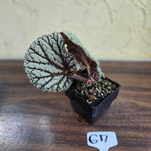 Load image into Gallery viewer, #G17 Begonia Unknown