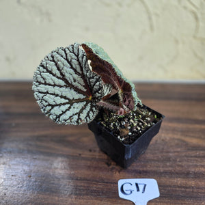 #G17 Begonia Unknown