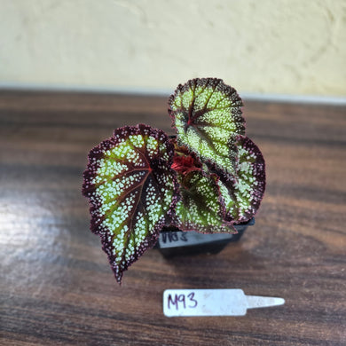 #M93 Begonia Unknown