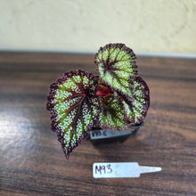 Load image into Gallery viewer, #M93 Begonia Unknown