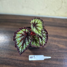 Load image into Gallery viewer, #M93 Begonia Unknown