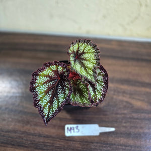 #M93 Begonia Unknown