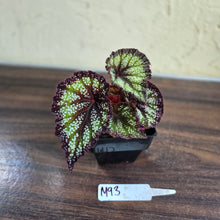 Load image into Gallery viewer, #M93 Begonia Unknown