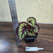 Load image into Gallery viewer, #M93 Begonia Unknown
