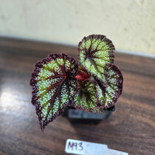 Load image into Gallery viewer, #M93 Begonia Unknown