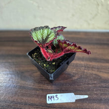 Load image into Gallery viewer, #M93 Begonia Unknown