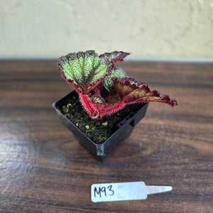 #M93 Begonia Unknown
