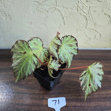 Load image into Gallery viewer, #71 Begonia Blanche
