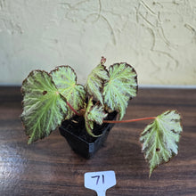 Load image into Gallery viewer, #71 Begonia Blanche