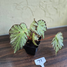 Load image into Gallery viewer, #71 Begonia Blanche