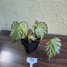 Load image into Gallery viewer, #71 Begonia Blanche