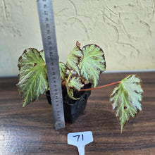 Load image into Gallery viewer, #71 Begonia Blanche