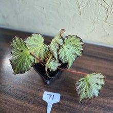 Load image into Gallery viewer, #71 Begonia Blanche