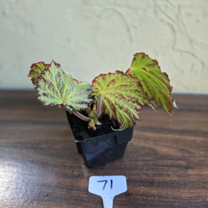 #71 Begonia Blanche