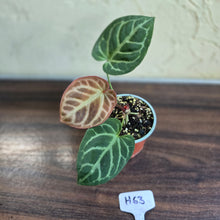 Load image into Gallery viewer, #H63 Anthurium Hilders Crystallinum