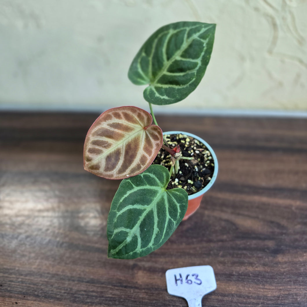 #H63 Anthurium Hilders Crystallinum