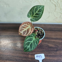 Load image into Gallery viewer, #H63 Anthurium Hilders Crystallinum