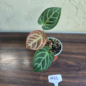 #H63 Anthurium Hilders Crystallinum