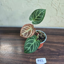 Load image into Gallery viewer, #H63 Anthurium Hilders Crystallinum