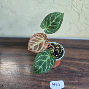 #H63 Anthurium Hilders Crystallinum