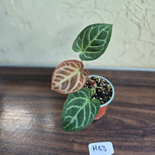 Load image into Gallery viewer, #H63 Anthurium Hilders Crystallinum