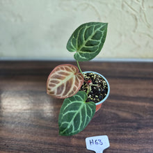 Load image into Gallery viewer, #H63 Anthurium Hilders Crystallinum