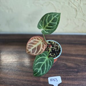 #H63 Anthurium Hilders Crystallinum