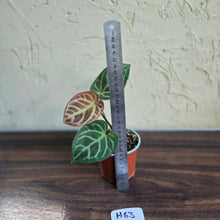 Load image into Gallery viewer, #H63 Anthurium Hilders Crystallinum