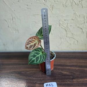 #H63 Anthurium Hilders Crystallinum