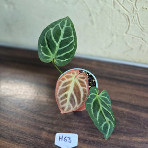 #H63 Anthurium Hilders Crystallinum