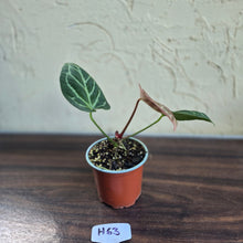 Load image into Gallery viewer, #H63 Anthurium Hilders Crystallinum