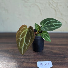 Load image into Gallery viewer, #H47 Anthurium Crystallinum x - With Pup