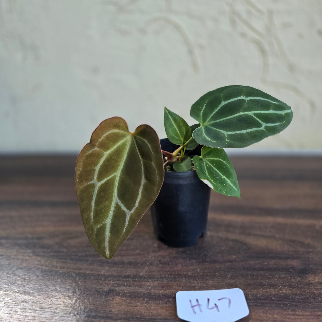 #H47 Anthurium Crystallinum x - With Pup