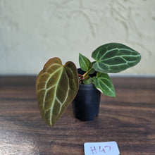 Load image into Gallery viewer, #H47 Anthurium Crystallinum x - With Pup