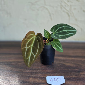#H47 Anthurium Crystallinum x - With Pup