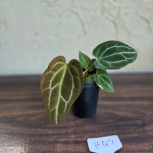 Load image into Gallery viewer, #H47 Anthurium Crystallinum x - With Pup