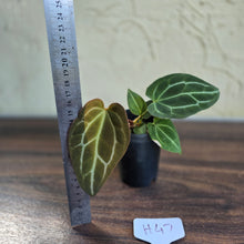 Load image into Gallery viewer, #H47 Anthurium Crystallinum x - With Pup