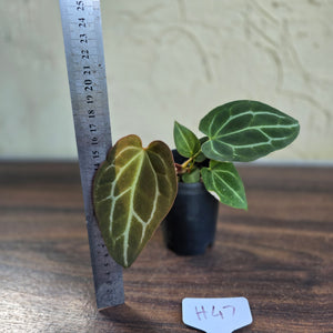 #H47 Anthurium Crystallinum x - With Pup