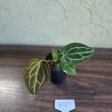 Load image into Gallery viewer, #H47 Anthurium Crystallinum x - With Pup