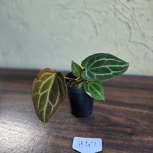 Load image into Gallery viewer, #H47 Anthurium Crystallinum x - With Pup