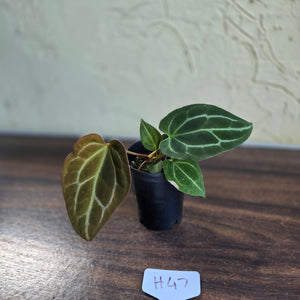 #H47 Anthurium Crystallinum x - With Pup