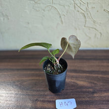 Load image into Gallery viewer, #H47 Anthurium Crystallinum x - With Pup
