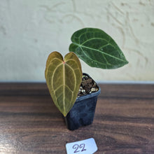 Load image into Gallery viewer, #22 Anthurium Forgetii x