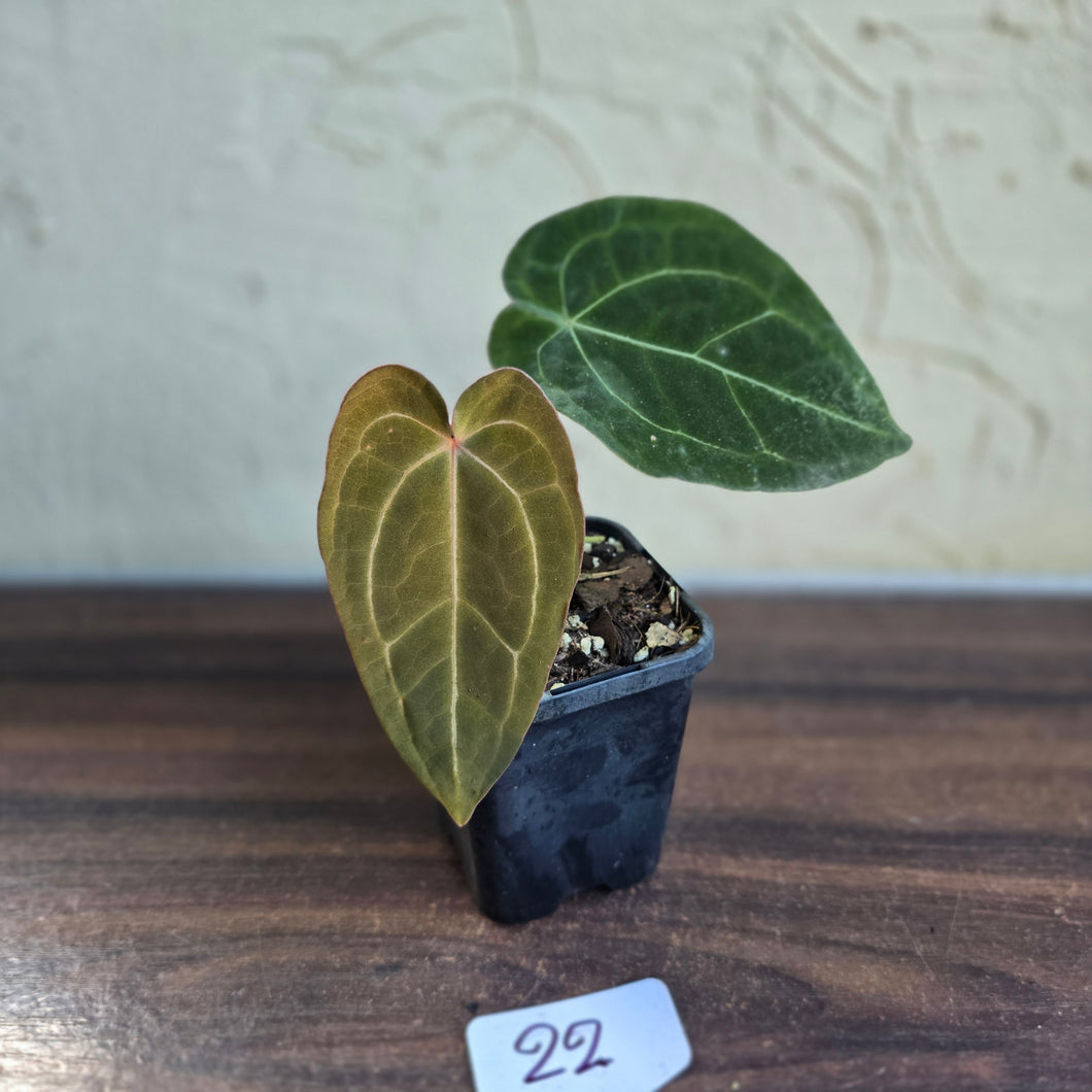 #22 Anthurium Forgetii x